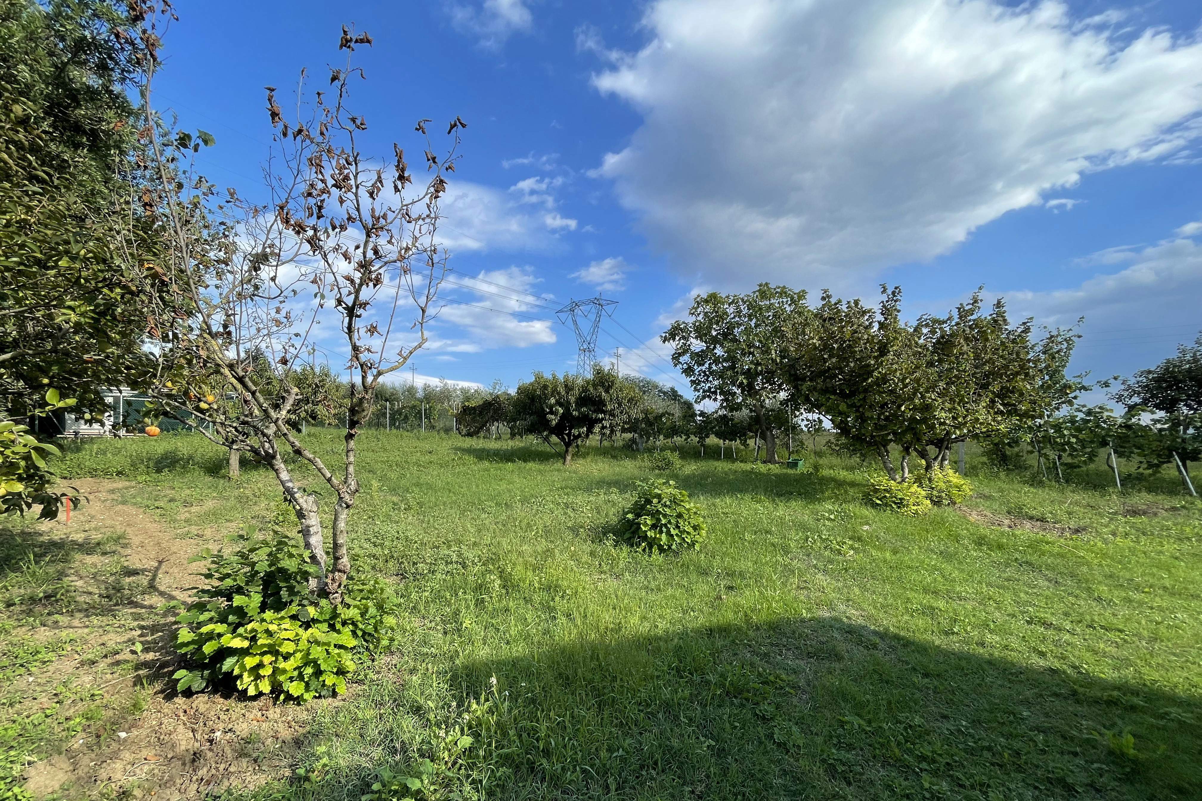 Vendita terreno agricolo da orto Pesaro - Zona Case Bruciate (TE300)